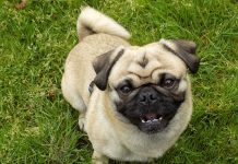 Pug