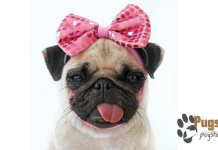 female pug