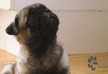 male pug