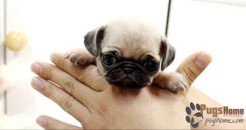 mini pug