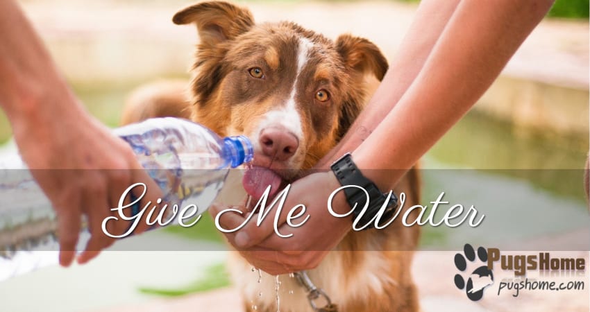 dog need water