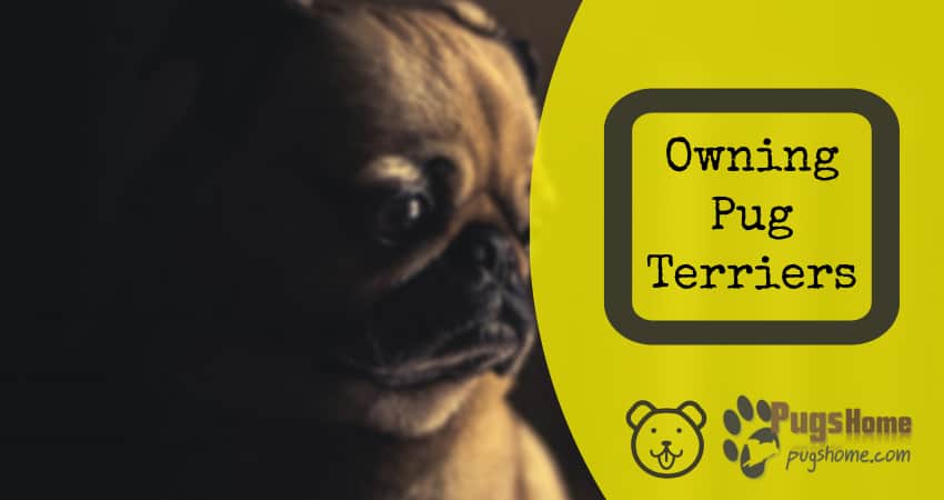 The Different Advantages Associated With Owning Pug Terriers Owning Pug Terriers