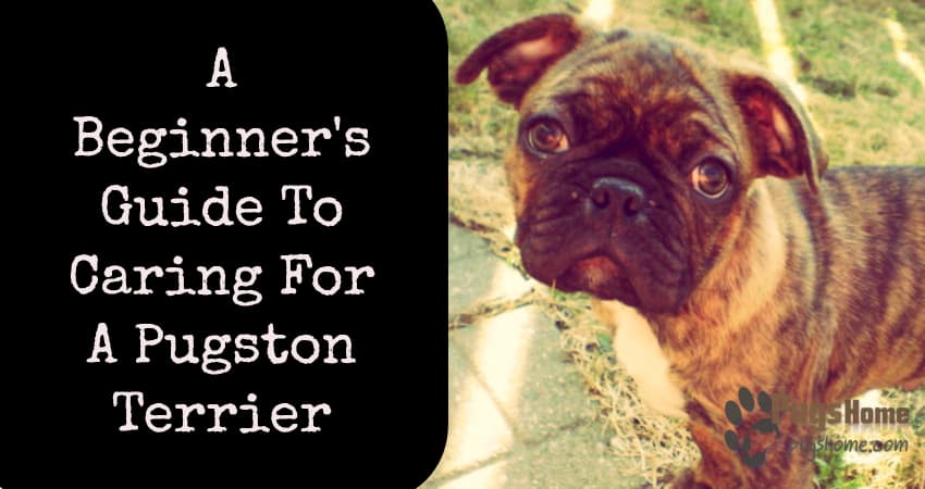 Pugston Terrier