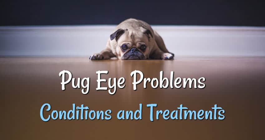 pug eye problems