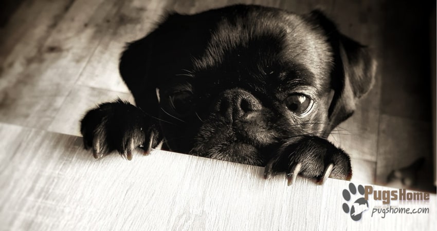 What Were Pugs Bred For And What Is Their History? pug origin from china