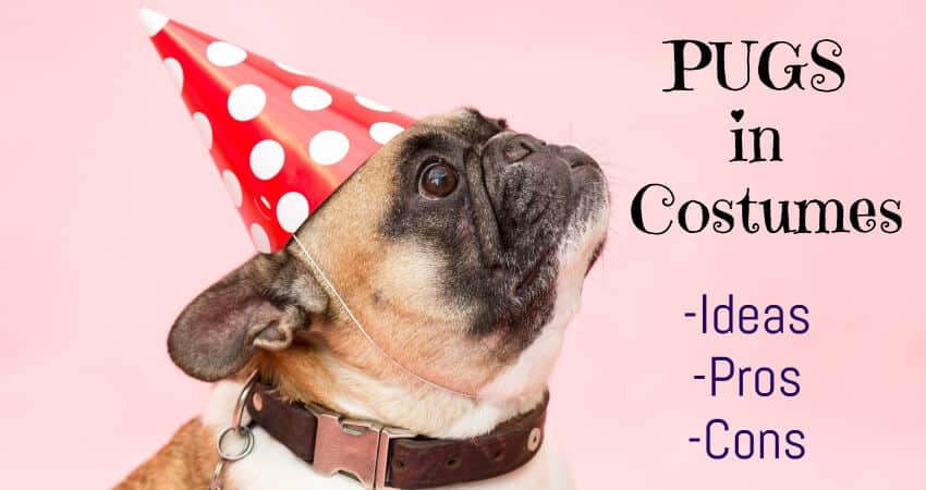 pugs in costumes