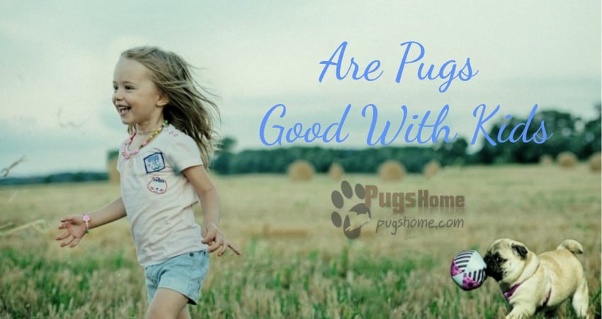 Are Pugs Good With Kids Kid like pugs