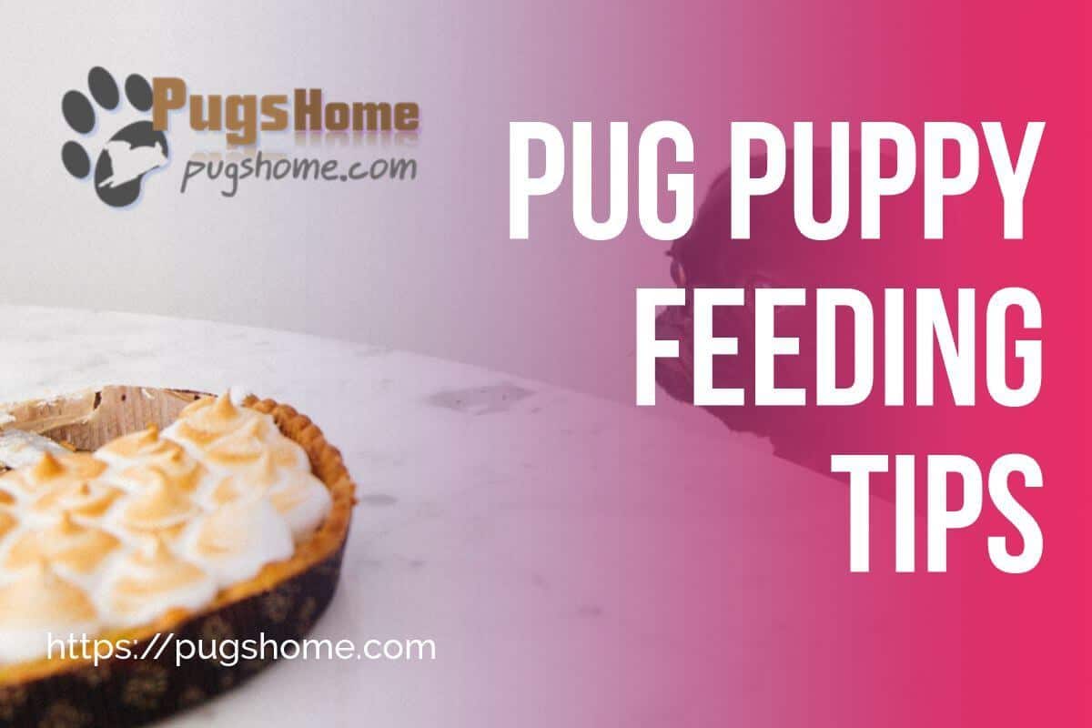 Pug Puppy Feeding Tips