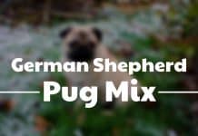 (Shug) German Shepherd Pug Mix german shepherd pug cross