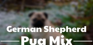german shepherd pug cross