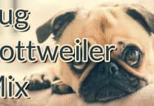 The Pug Rottweiler Mix pug mixed with rottweiler