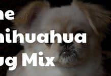 the chihuahua pug mix