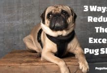 do pugs shed a lot