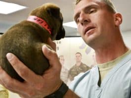 dog veterinary