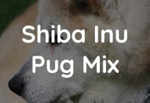 pug mixed shiba inu