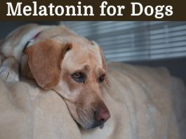 Melatonin for Dogs