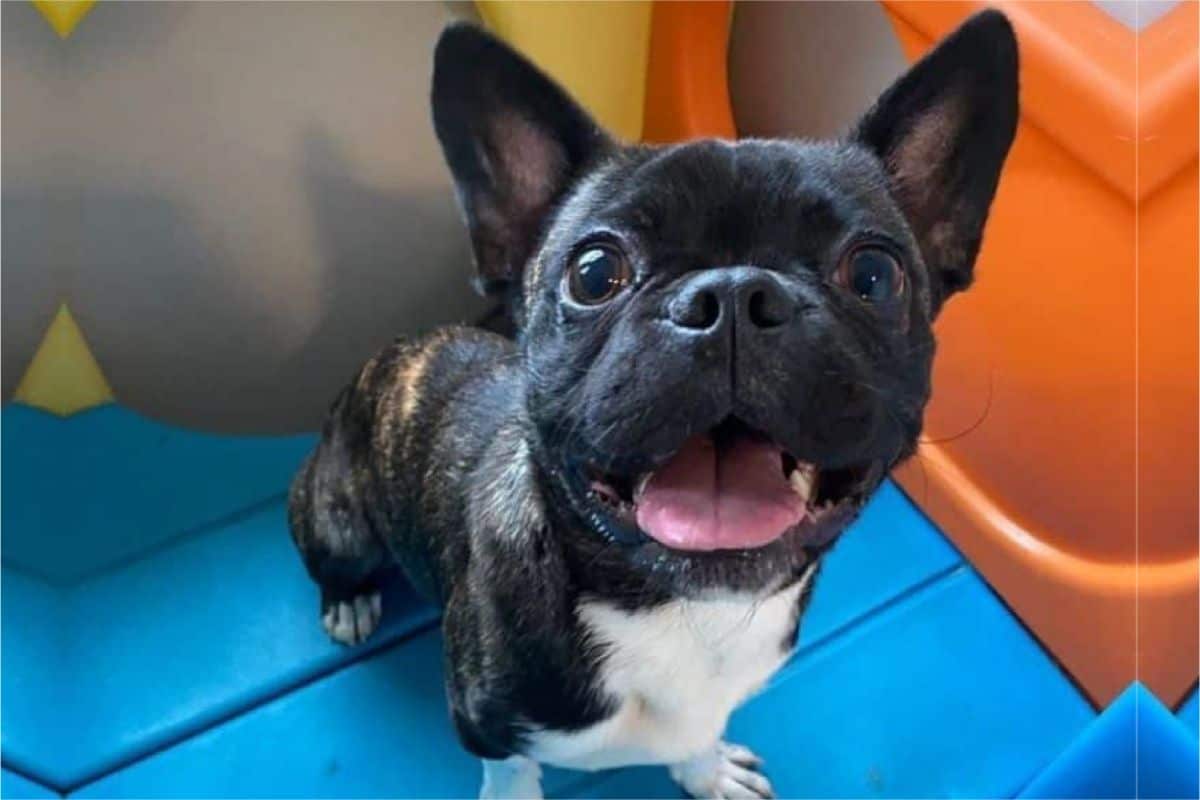 A Beginner’s Guide To Caring For A Pugston Terrier