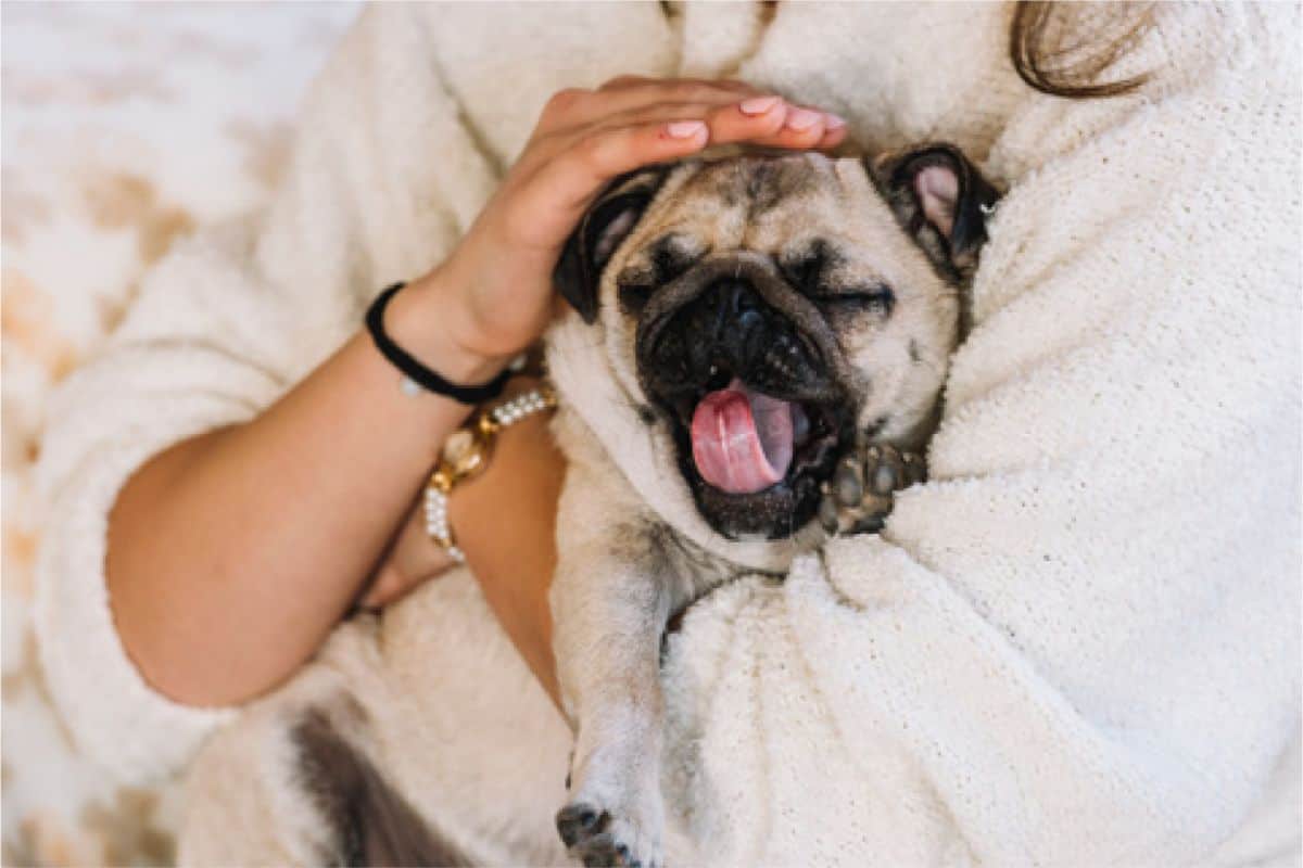 Are Pugs Hypoallergenic