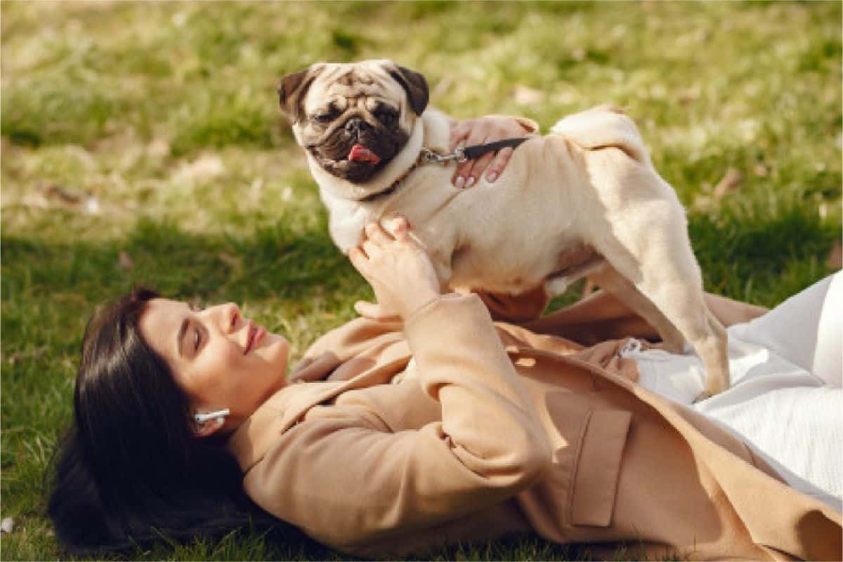 Puppy Games With Your Pugs