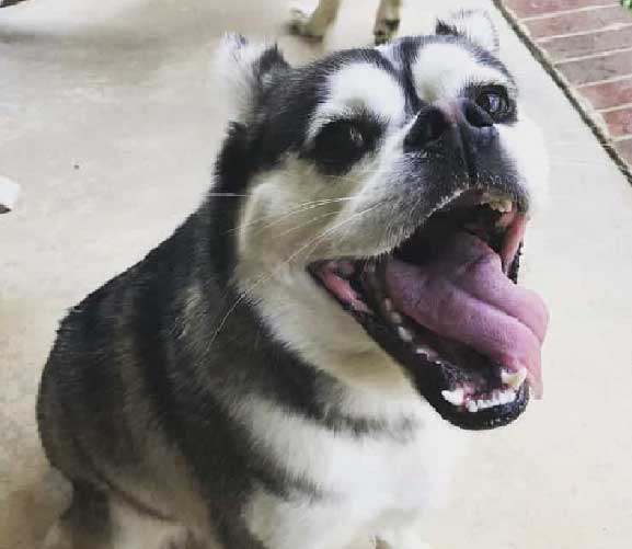 Pug Mix