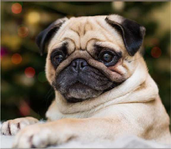 PUG TIPS