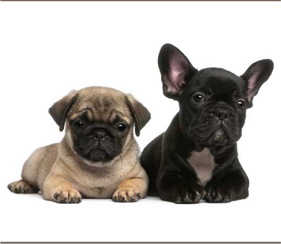 Pug Comparison