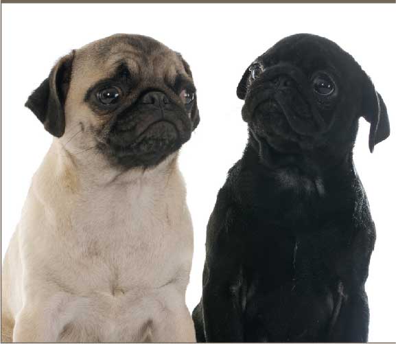 Pug for Sale