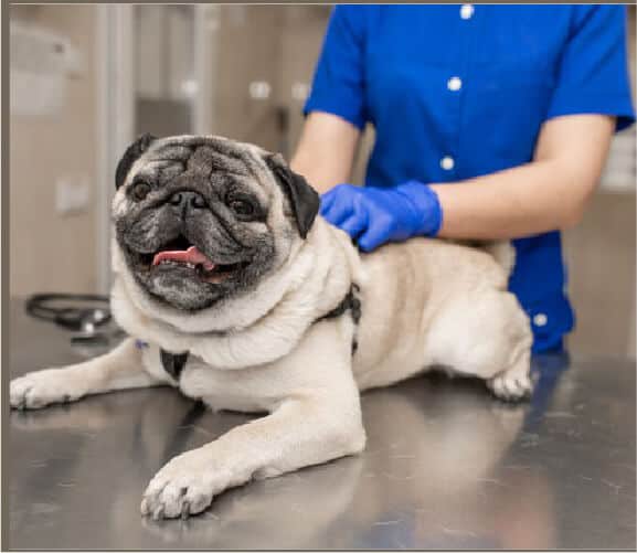 Pug Health
