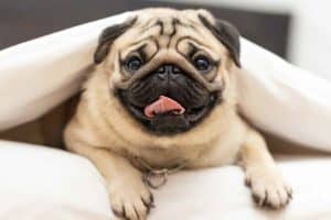 Pug's face