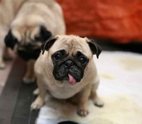 Homepage-Pug-Breeder