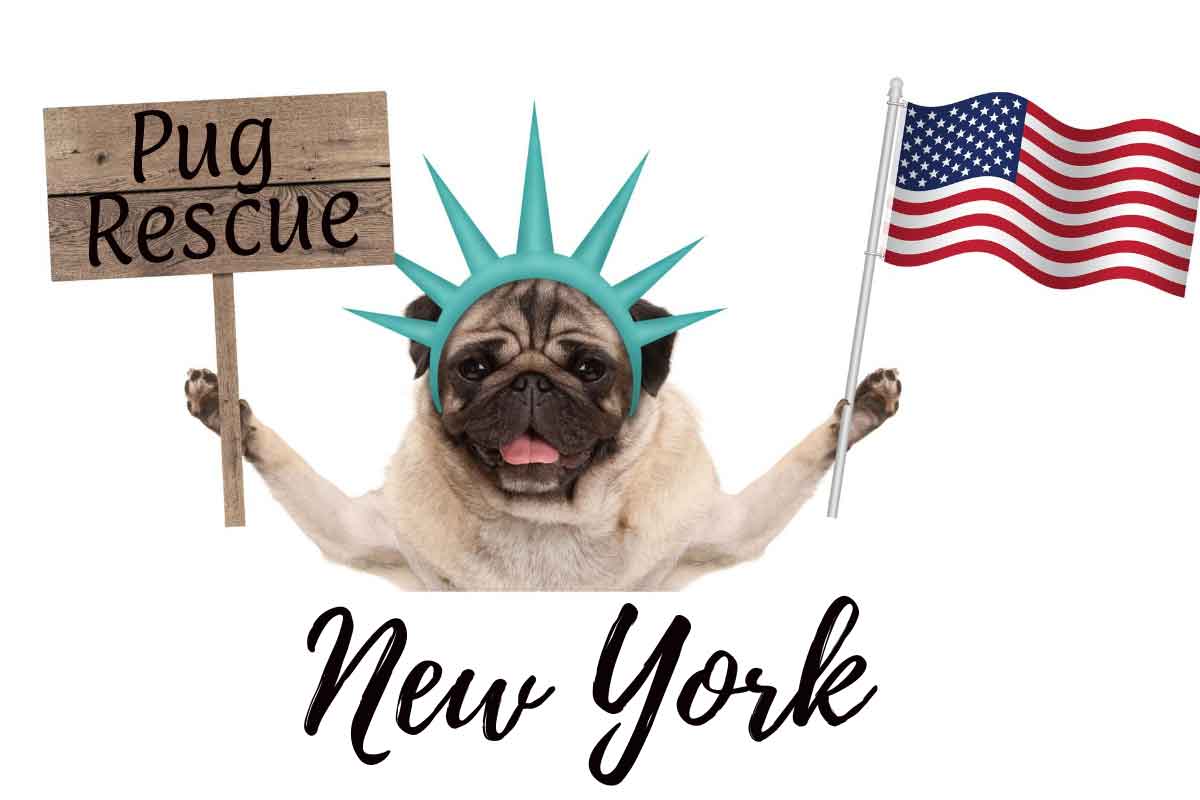 Pug Rescue NY