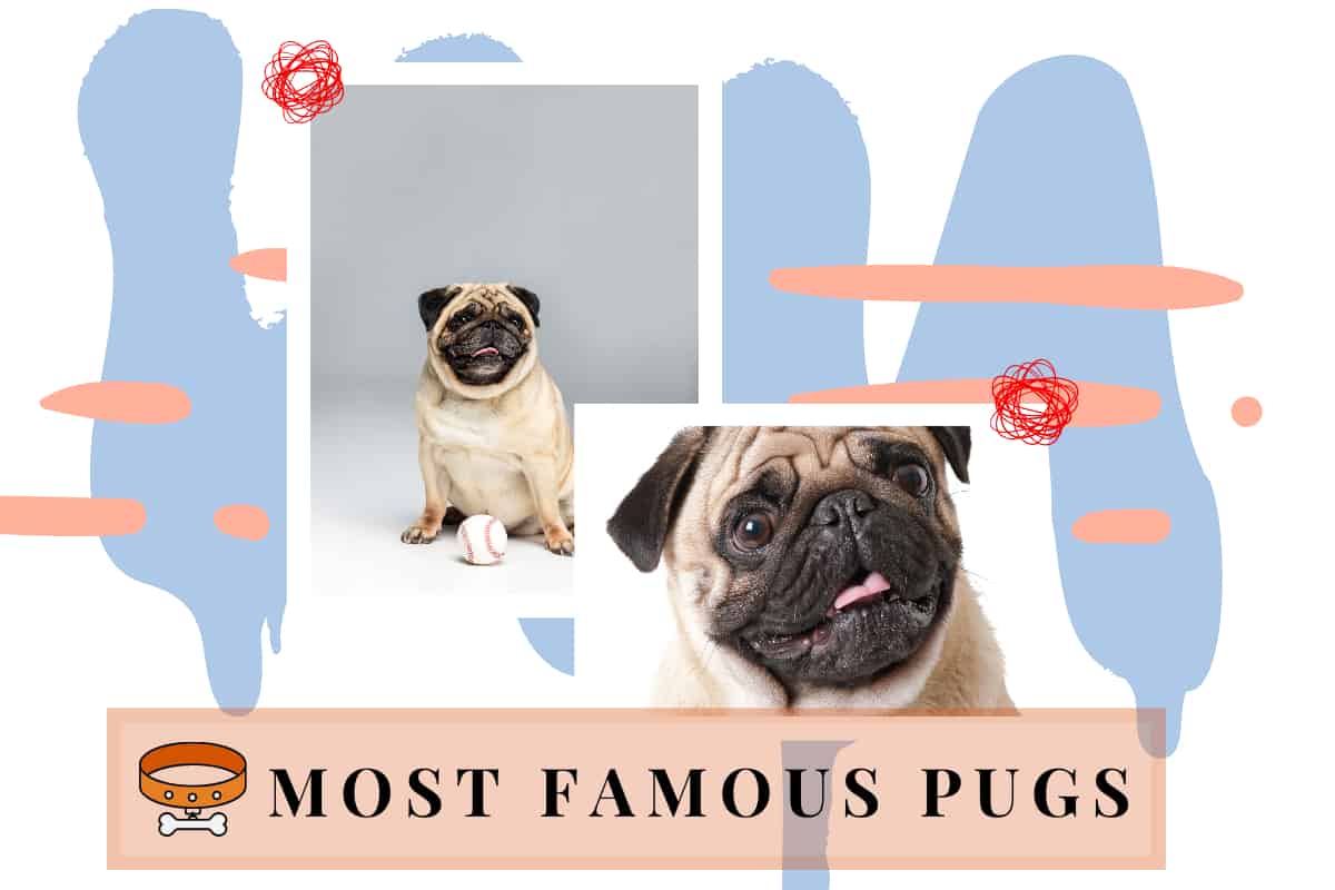 famous pugs