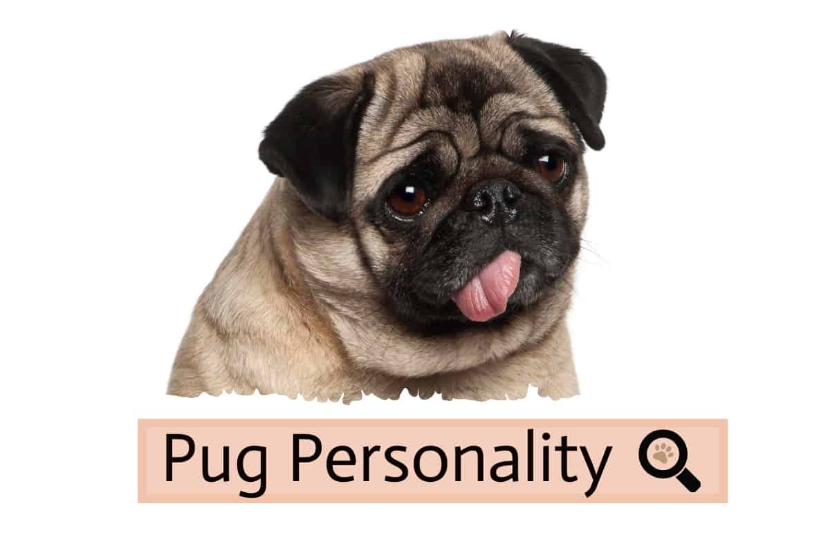 pug dog club pug pugs