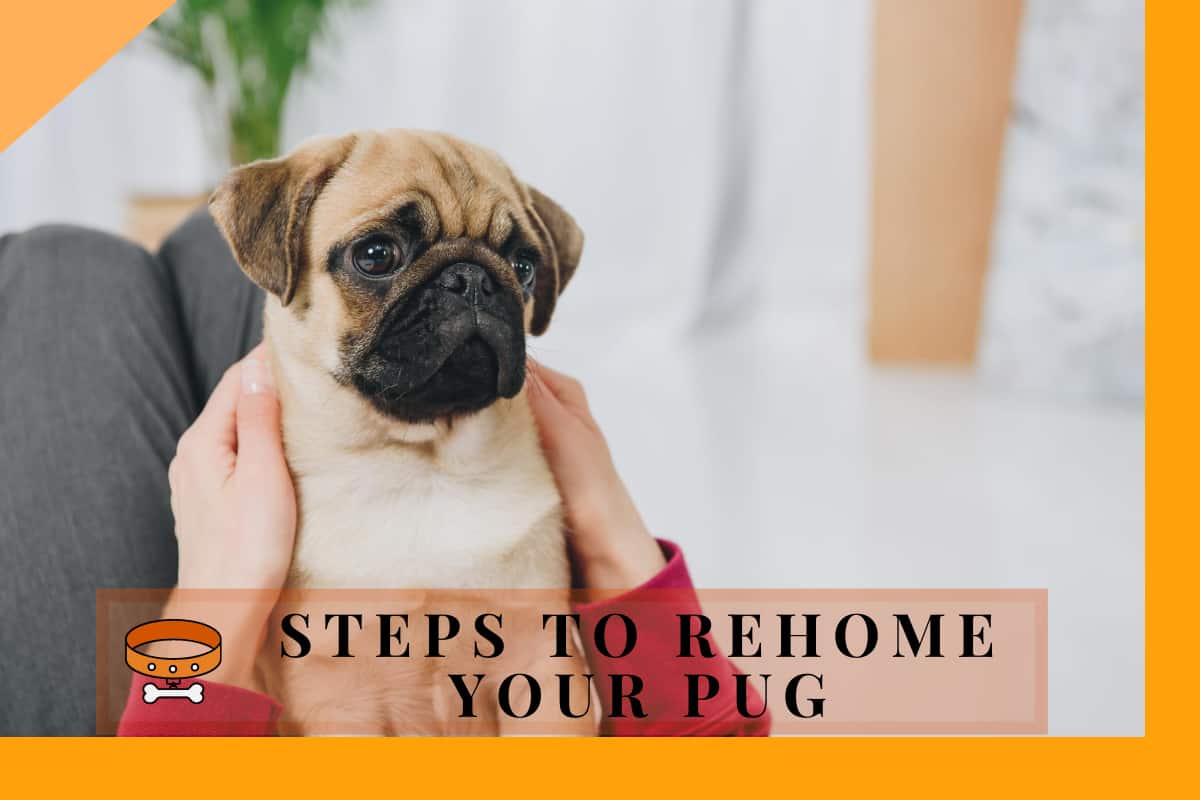 rescue pugs