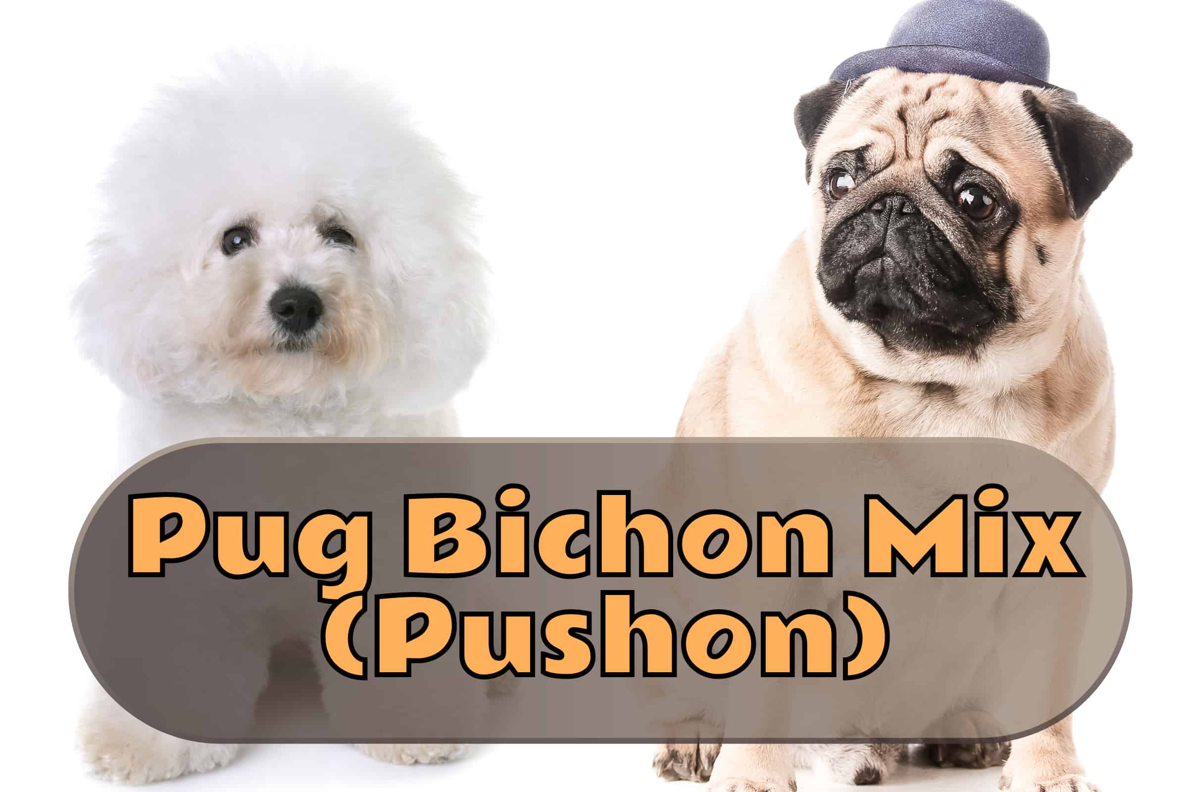 designer dog breeds bichon frise pug mix