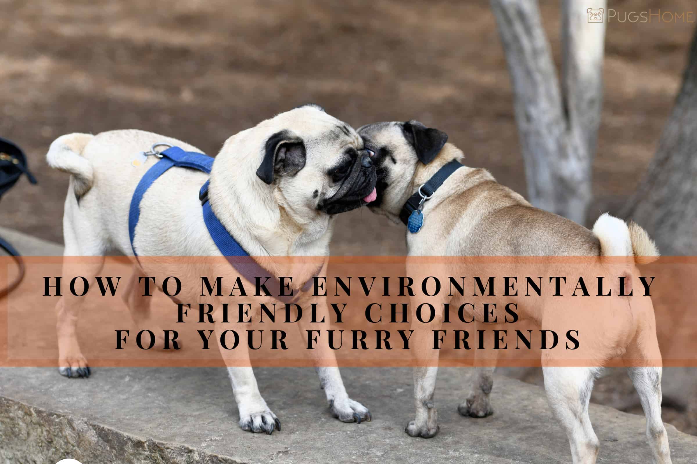 Friendly Choices for Your Furry Friends