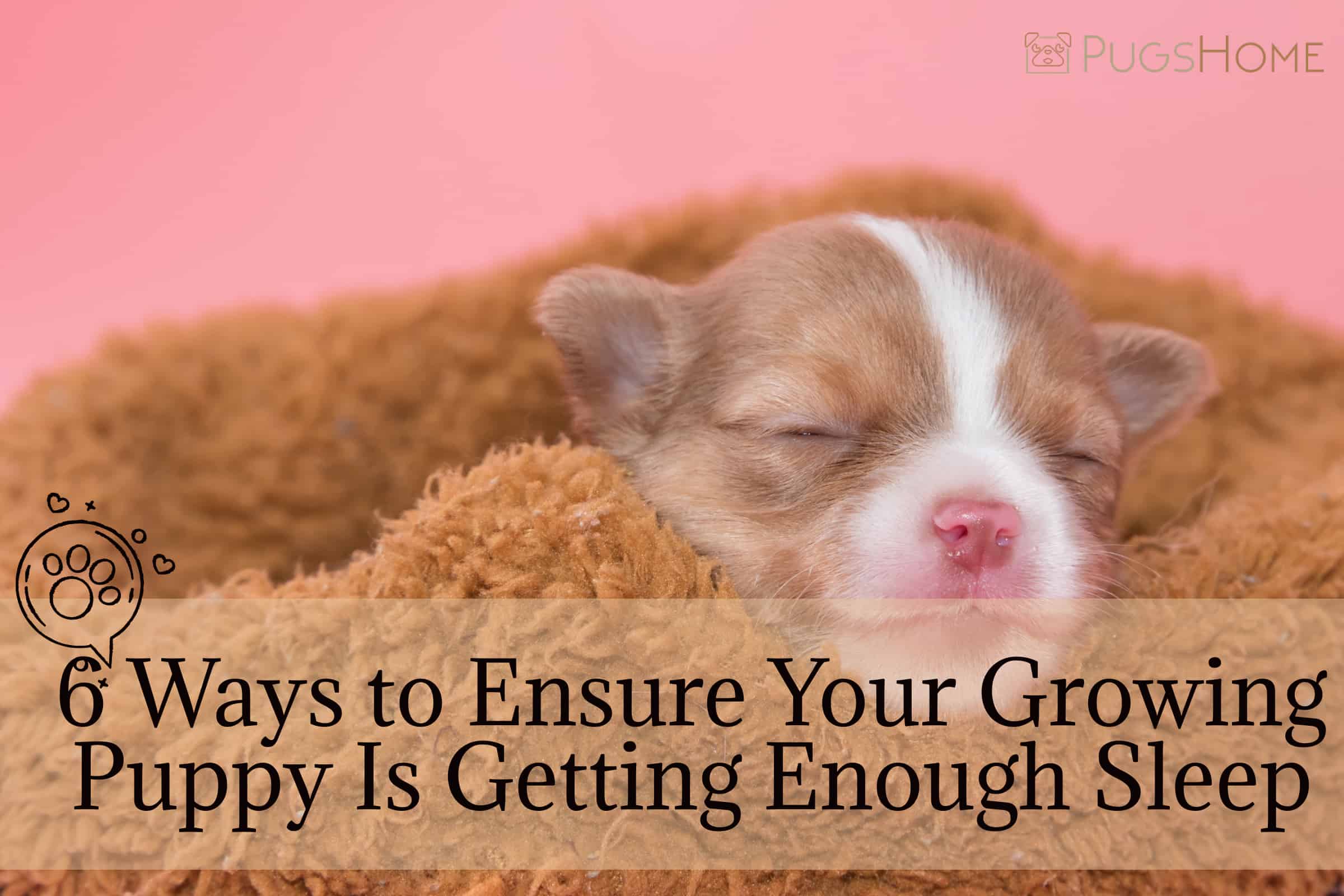 6 Ways to Ensure Your Growing Puppy Is Getting Enough Sleep