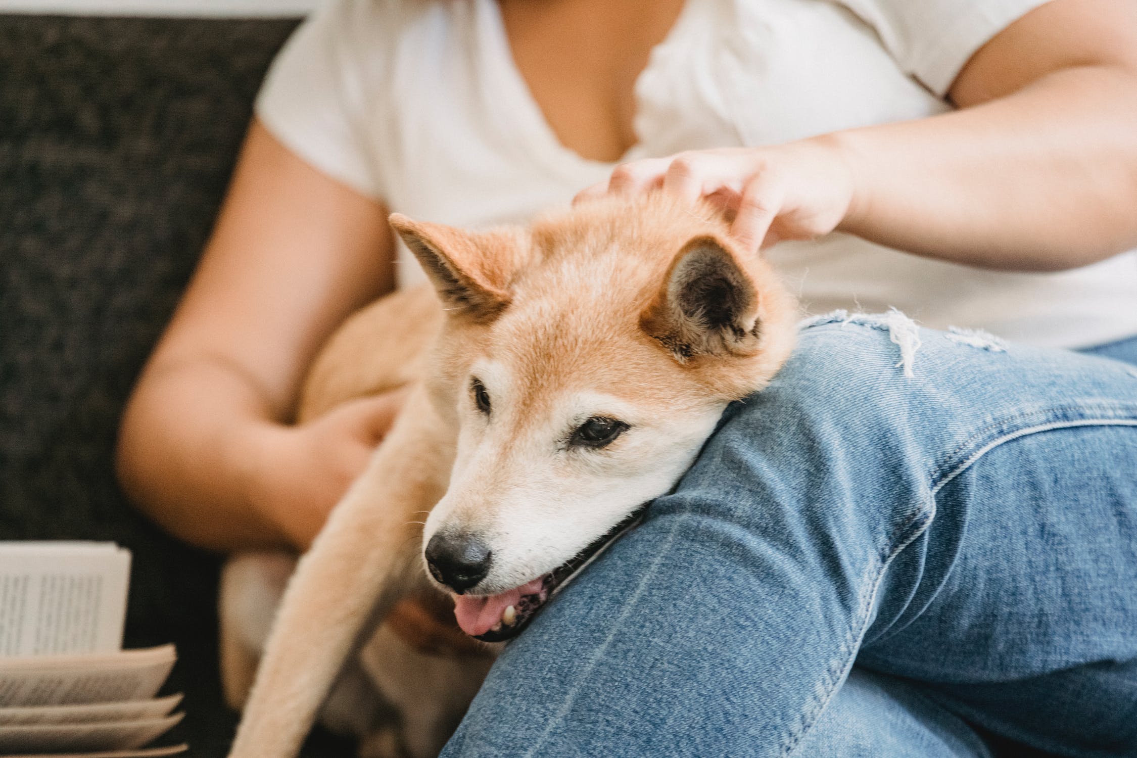 Tips to Improve Your Dogs Bone Health